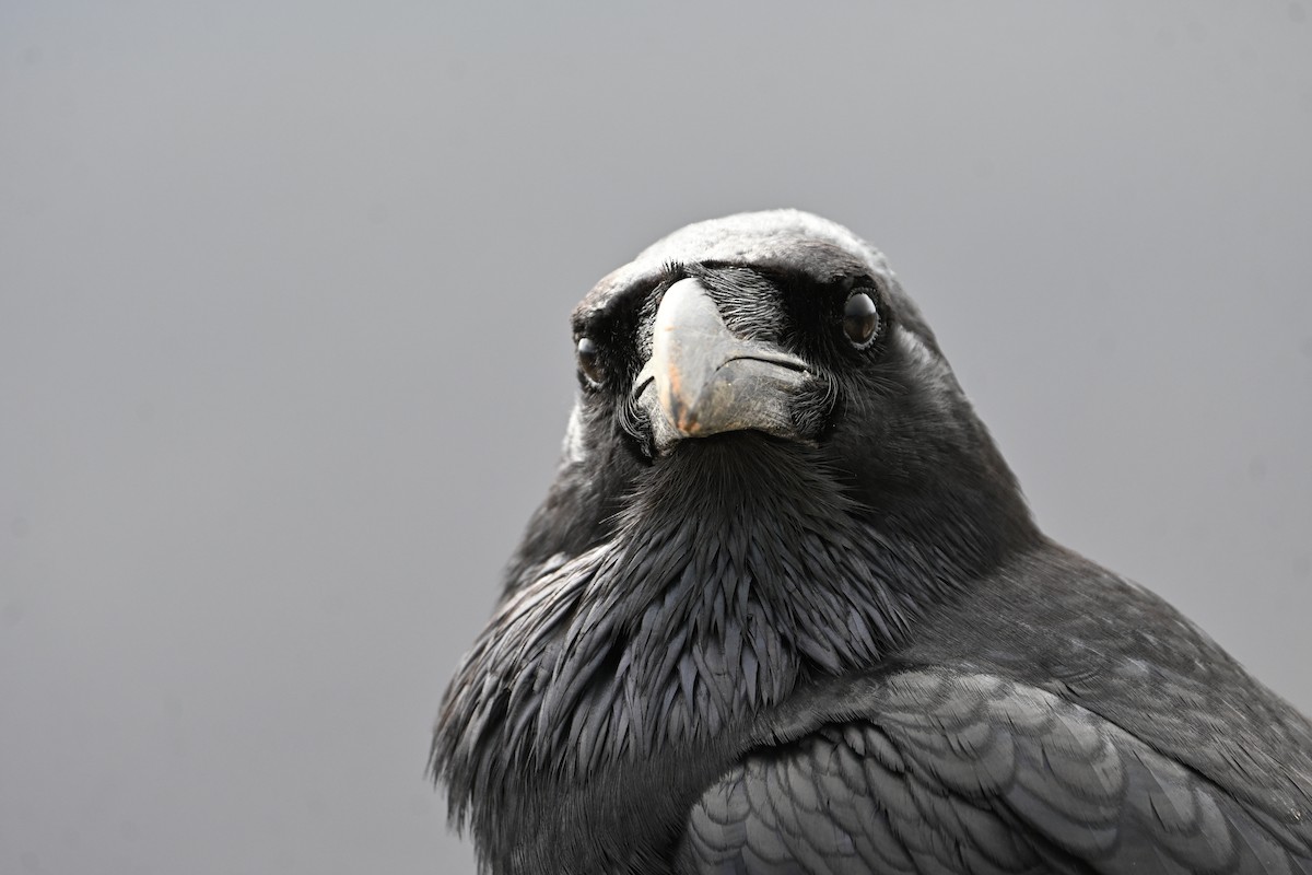 Cuervo Grande - ML647116694