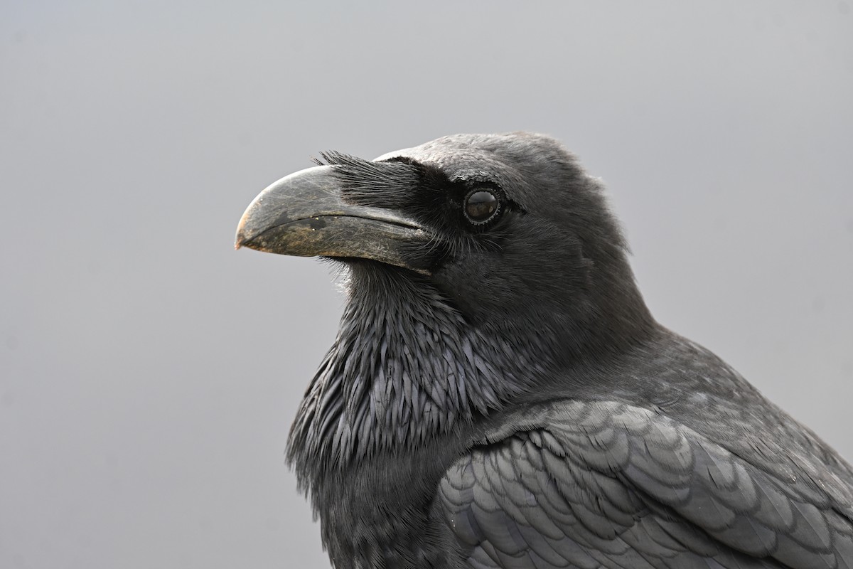 Cuervo Grande - ML647116695