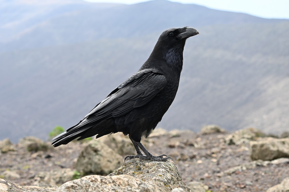 Cuervo Grande - ML647116696