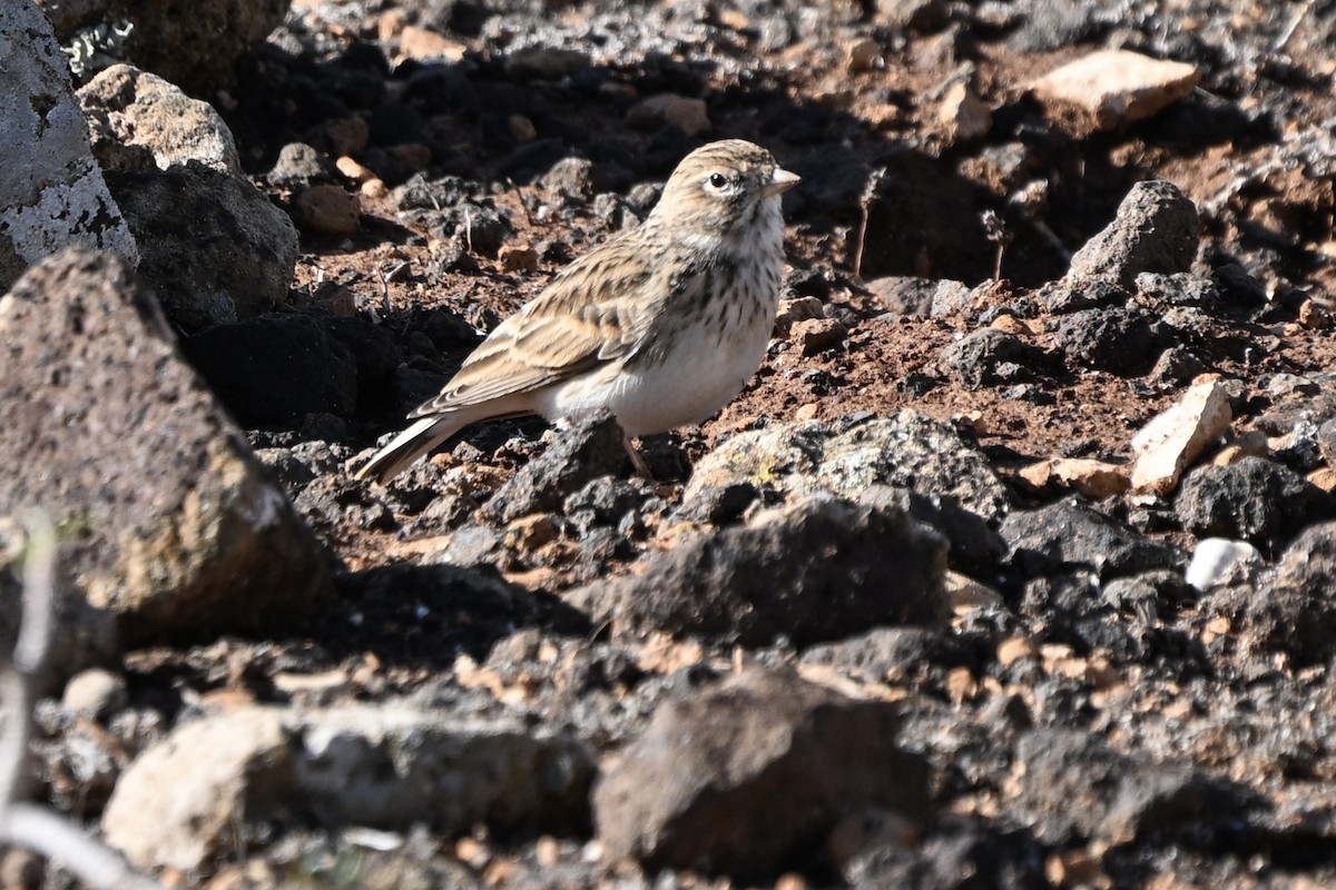 Mediterranean Short-toed Lark - ML647116701
