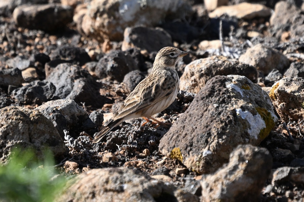 Mediterranean Short-toed Lark - ML647116702