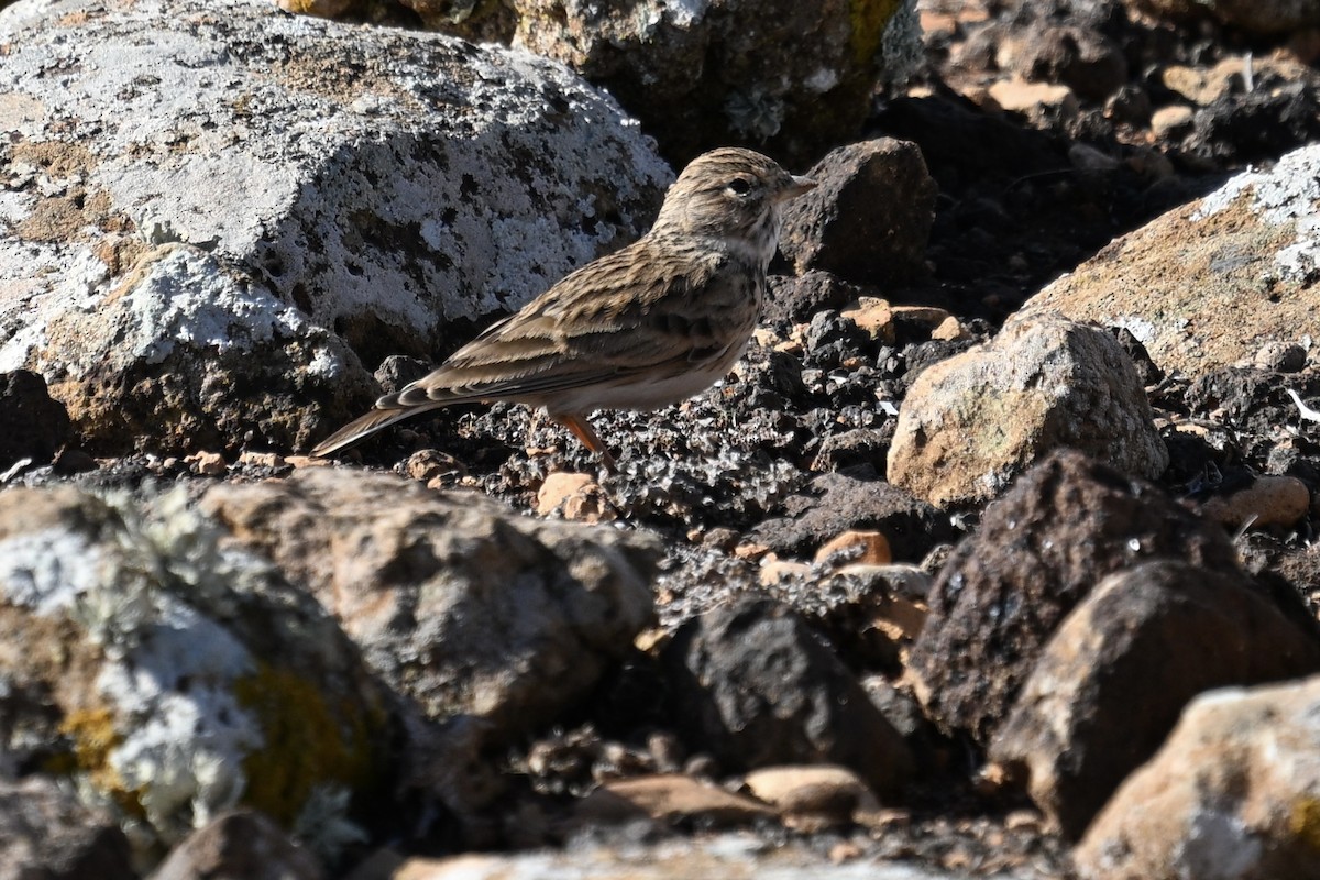 Mediterranean Short-toed Lark - ML647116703