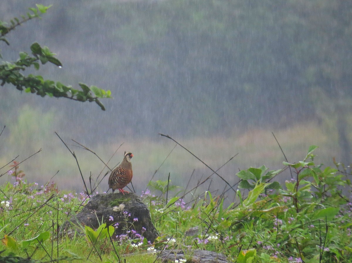 Painted Bush-Quail - ML647116706
