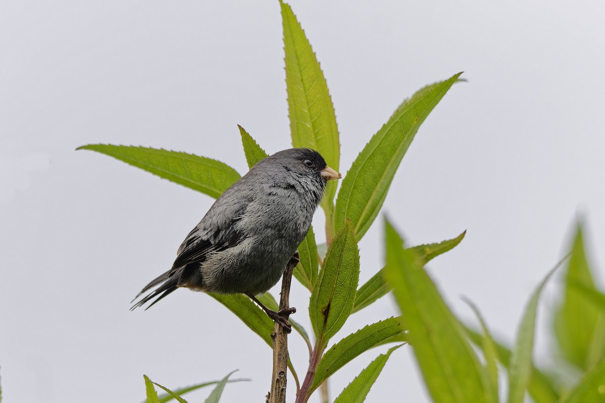 Schlankschnabel-Samenfresser - ML647116747