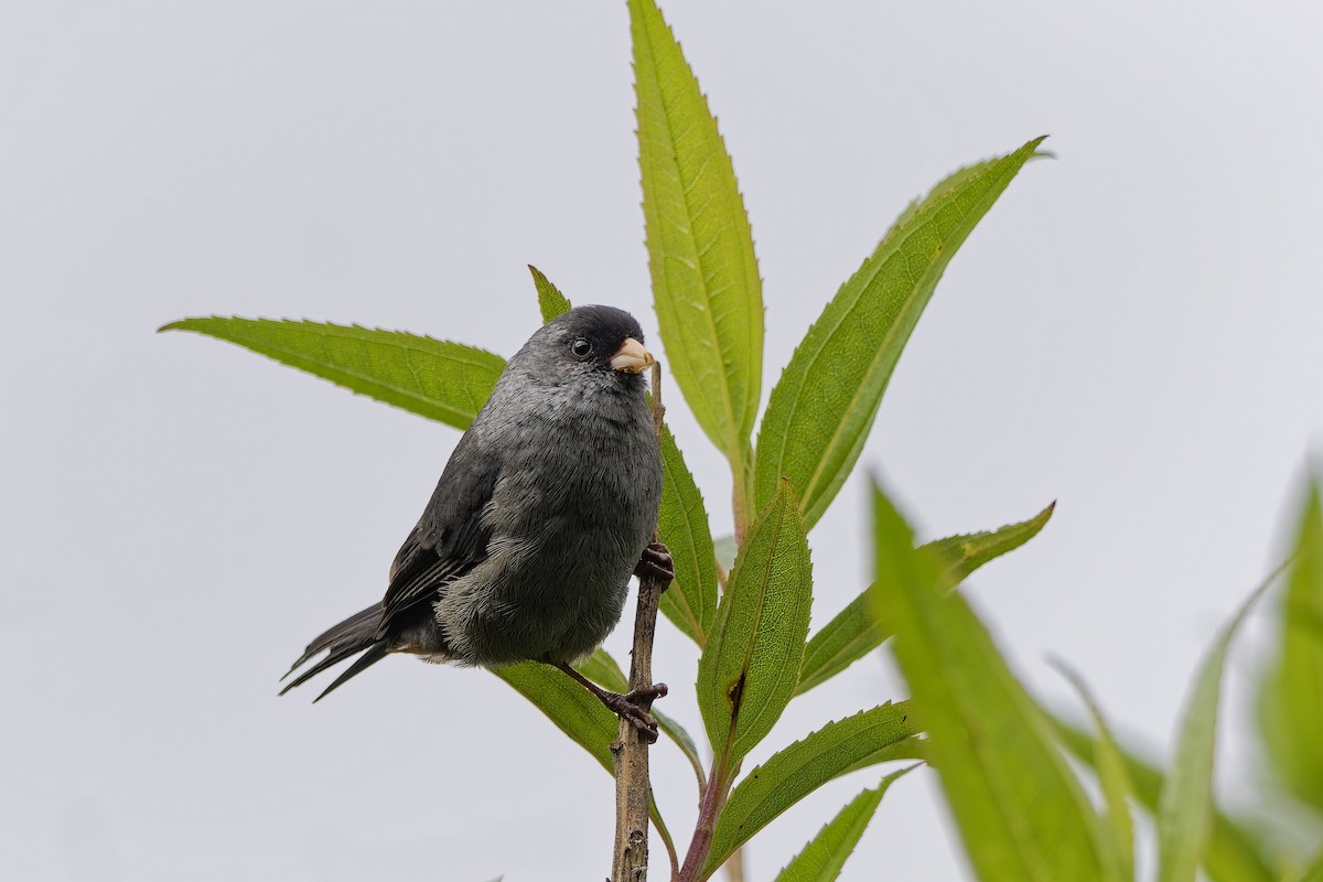 Schlankschnabel-Samenfresser - ML647116748