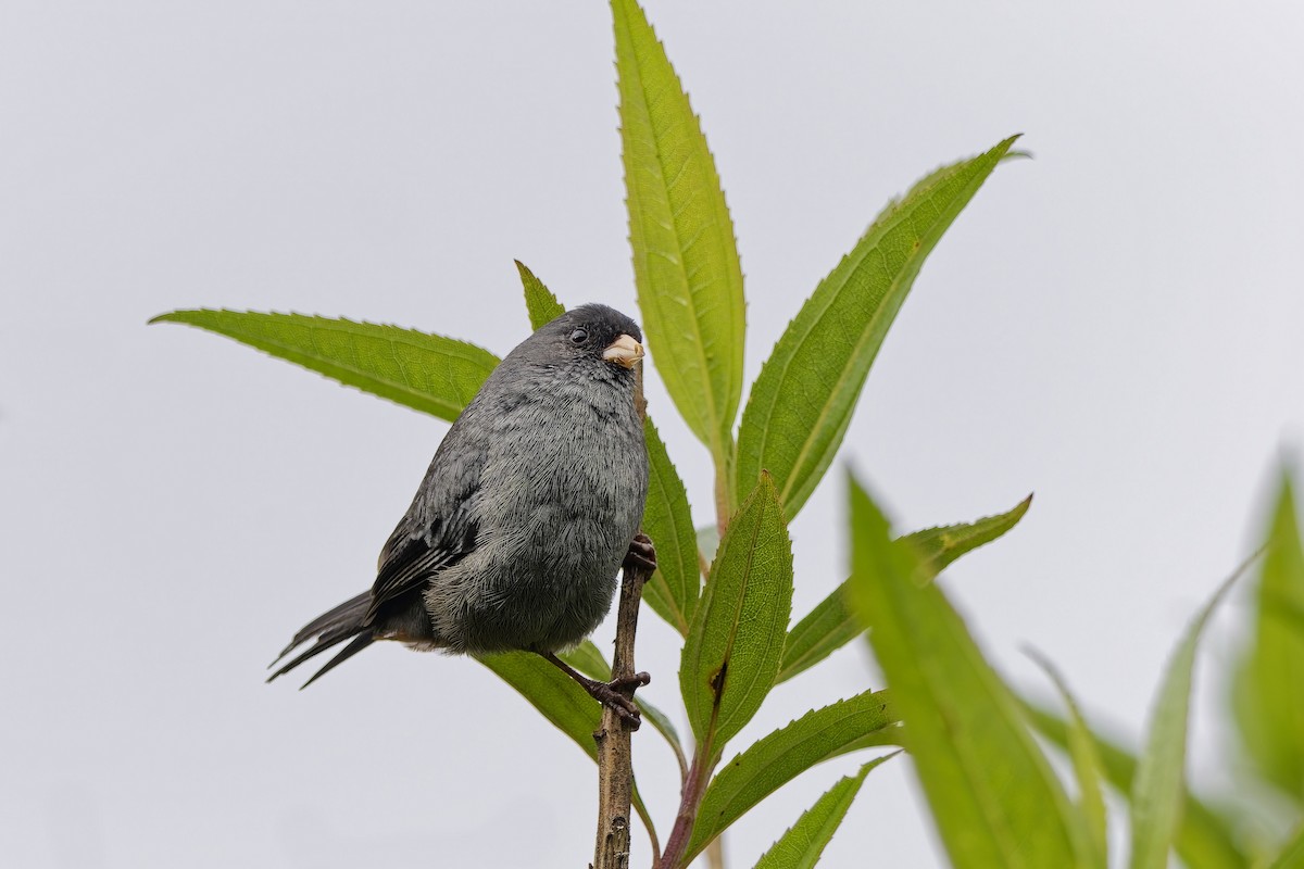 Schlankschnabel-Samenfresser - ML647116749