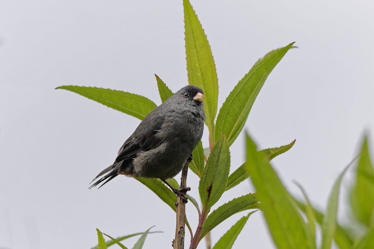 Schlankschnabel-Samenfresser - ML647116750