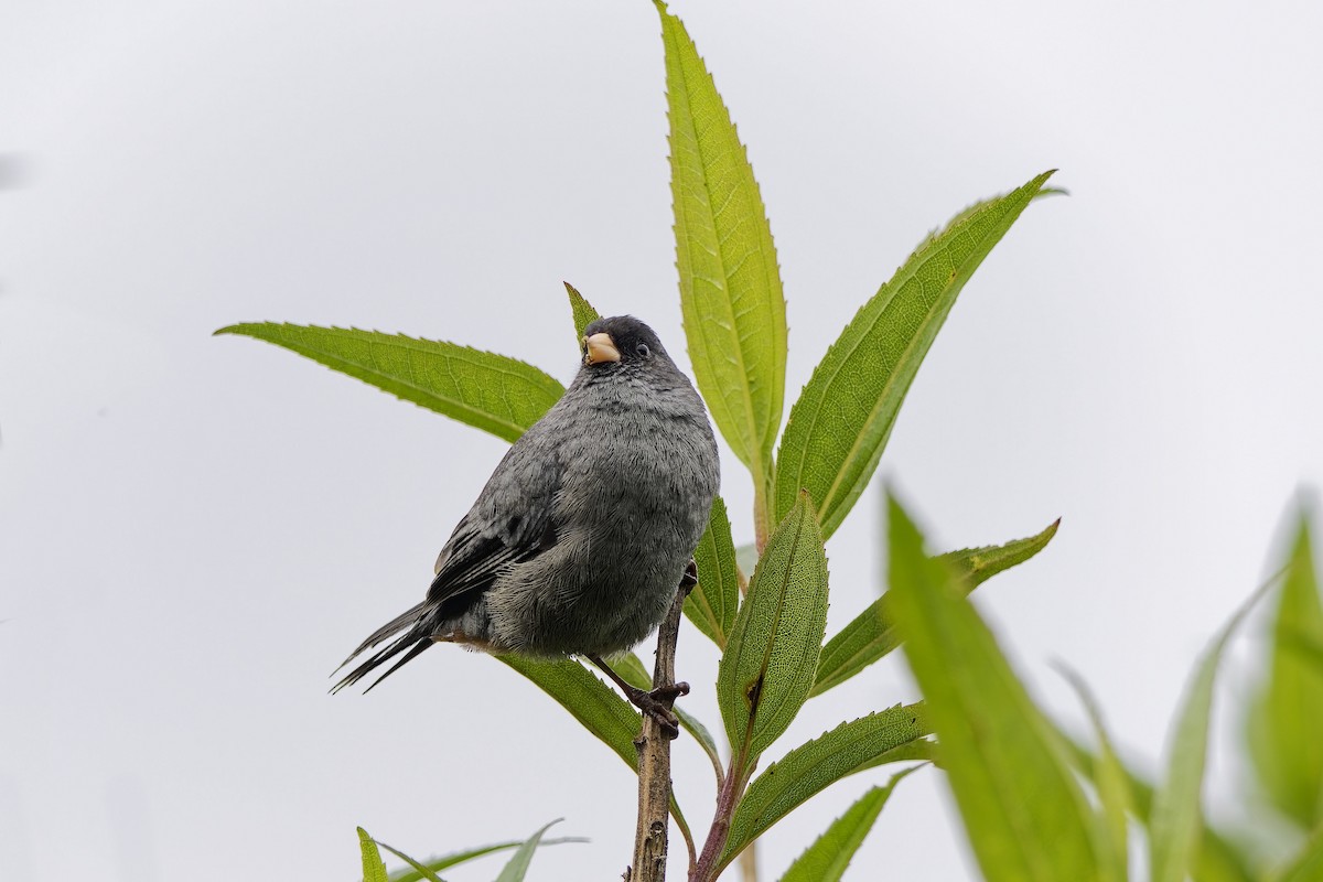 Schlankschnabel-Samenfresser - ML647116754