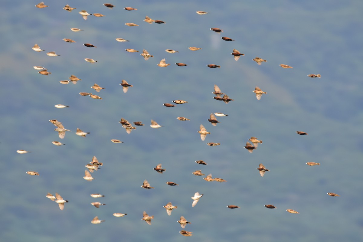 Kestane Rengi Munya - ML647116755