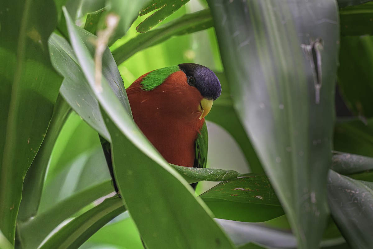 charmozin límcový - ML647116773