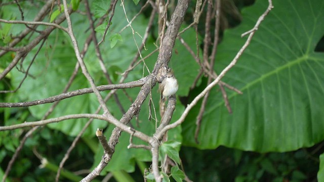 Мухоловка мала - ML647116774