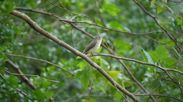 Мухоловка мала - ML647116775