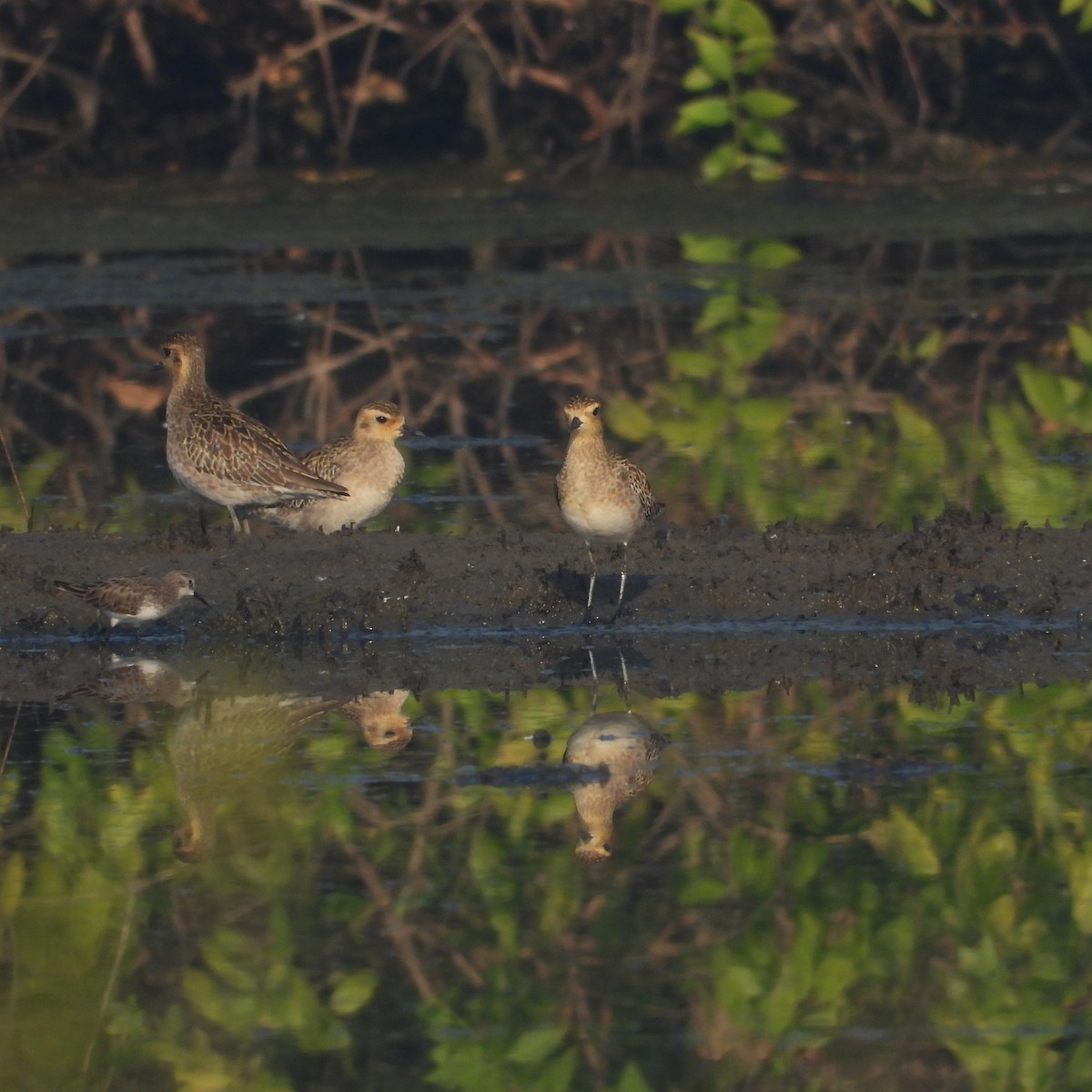 Pacific Golden-Plover - ML647116776