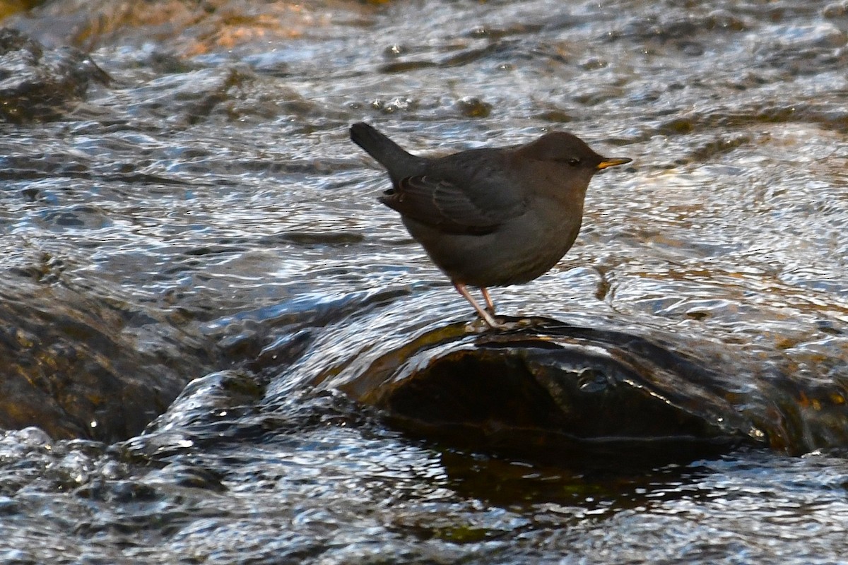 American Dipper - ML647116778