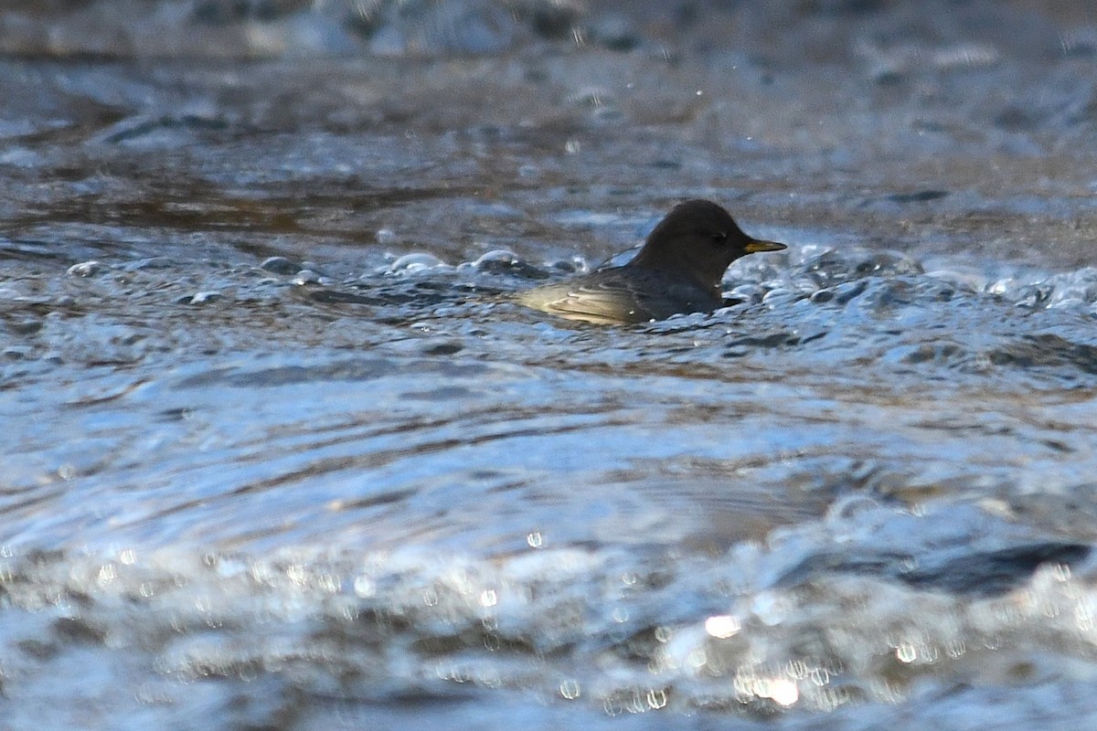 American Dipper - ML647116779