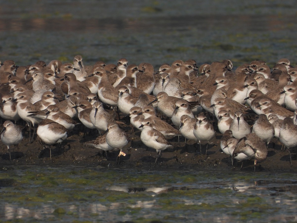 Tibet Cılıbıtı - ML647116780