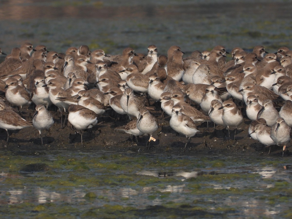 Tibet Cılıbıtı - ML647116781