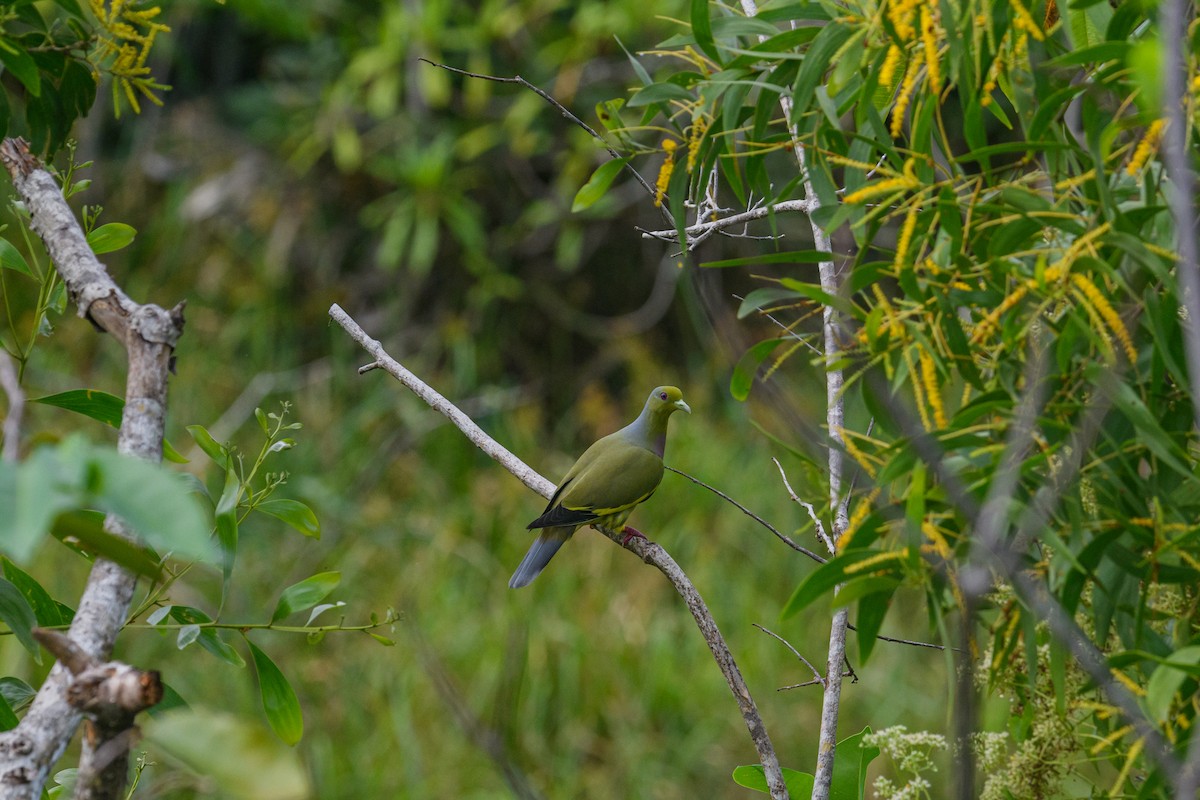 Orange-breasted Green-Pigeon - ML647116783
