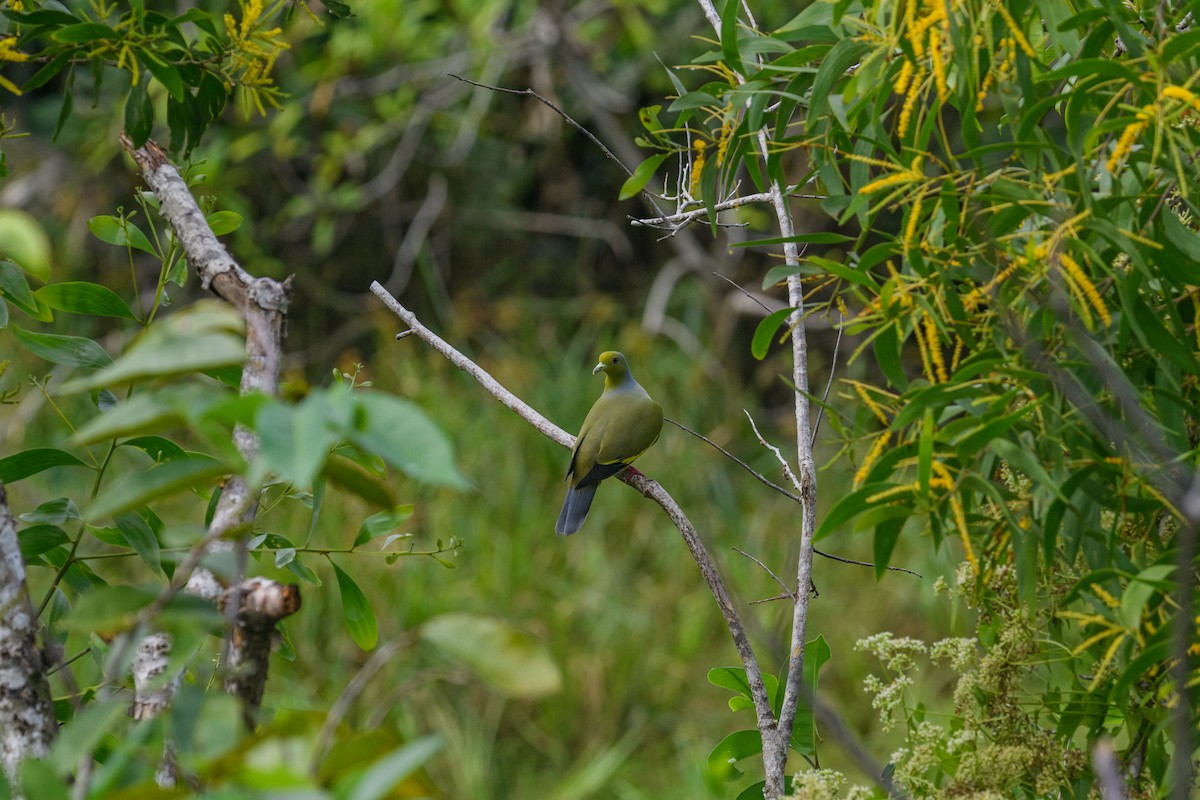 Orange-breasted Green-Pigeon - ML647116784