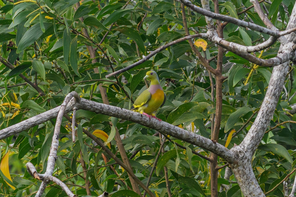 Orange-breasted Green-Pigeon - ML647116785