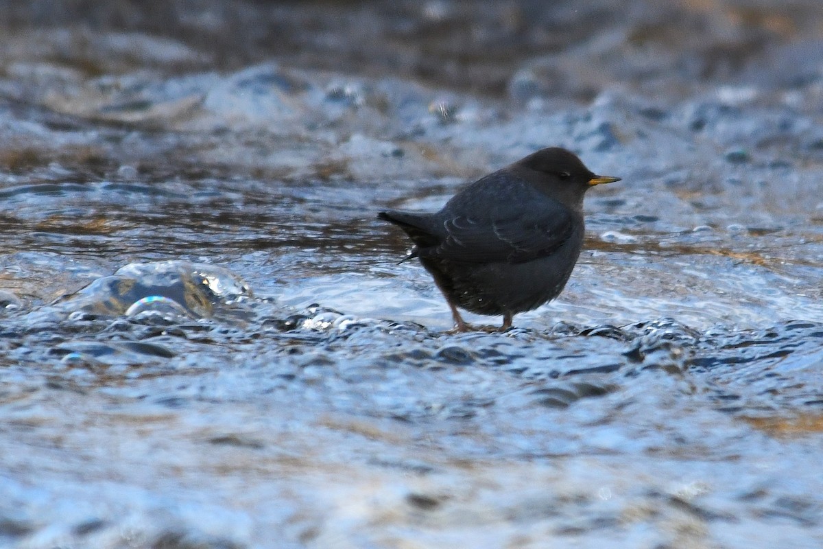 American Dipper - ML647116786