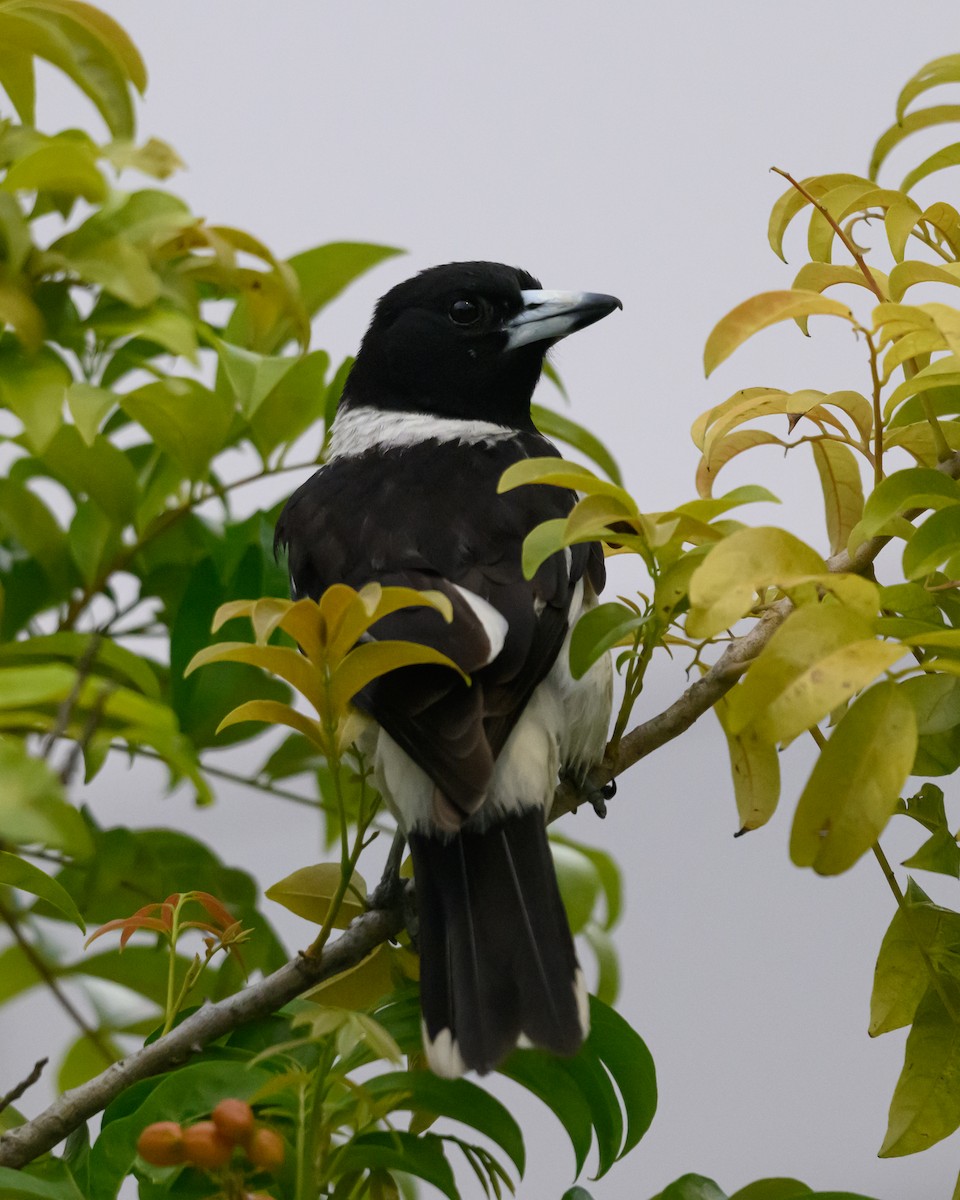 Pied Butcherbird - ML647116798