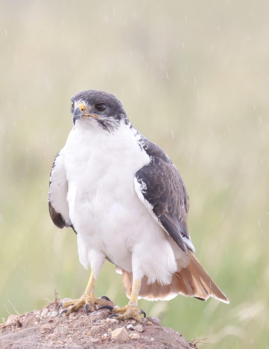 Augur Buzzard - ML647116802
