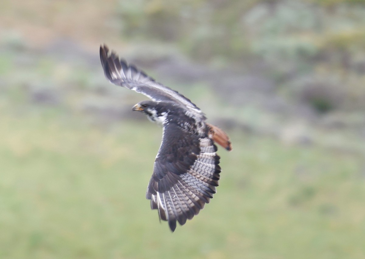 Augur Buzzard - ML647116803