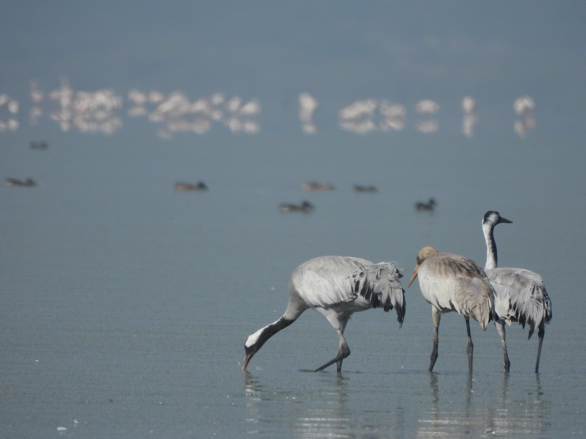 Common Crane - ML647116805