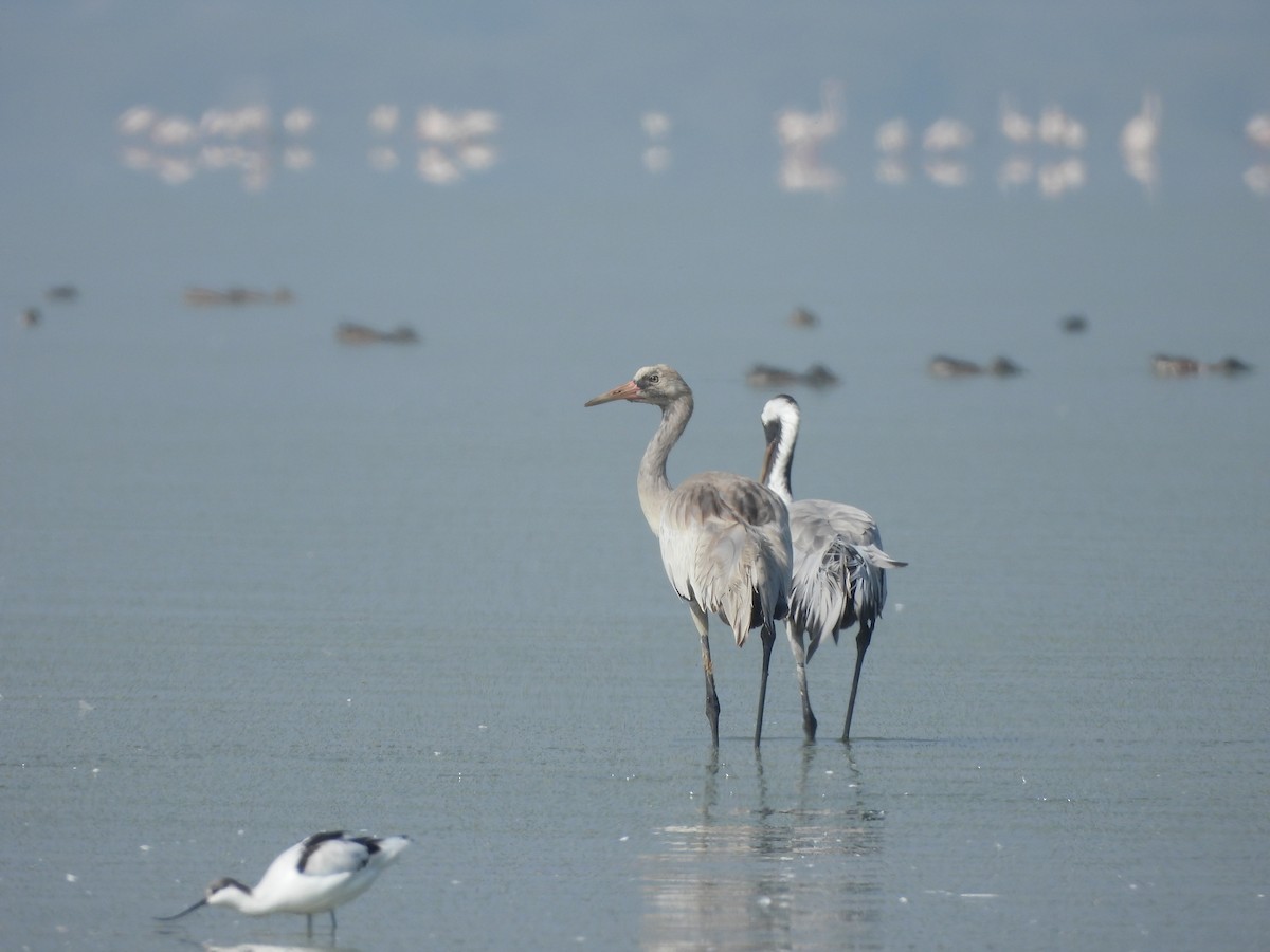 Common Crane - ML647116806