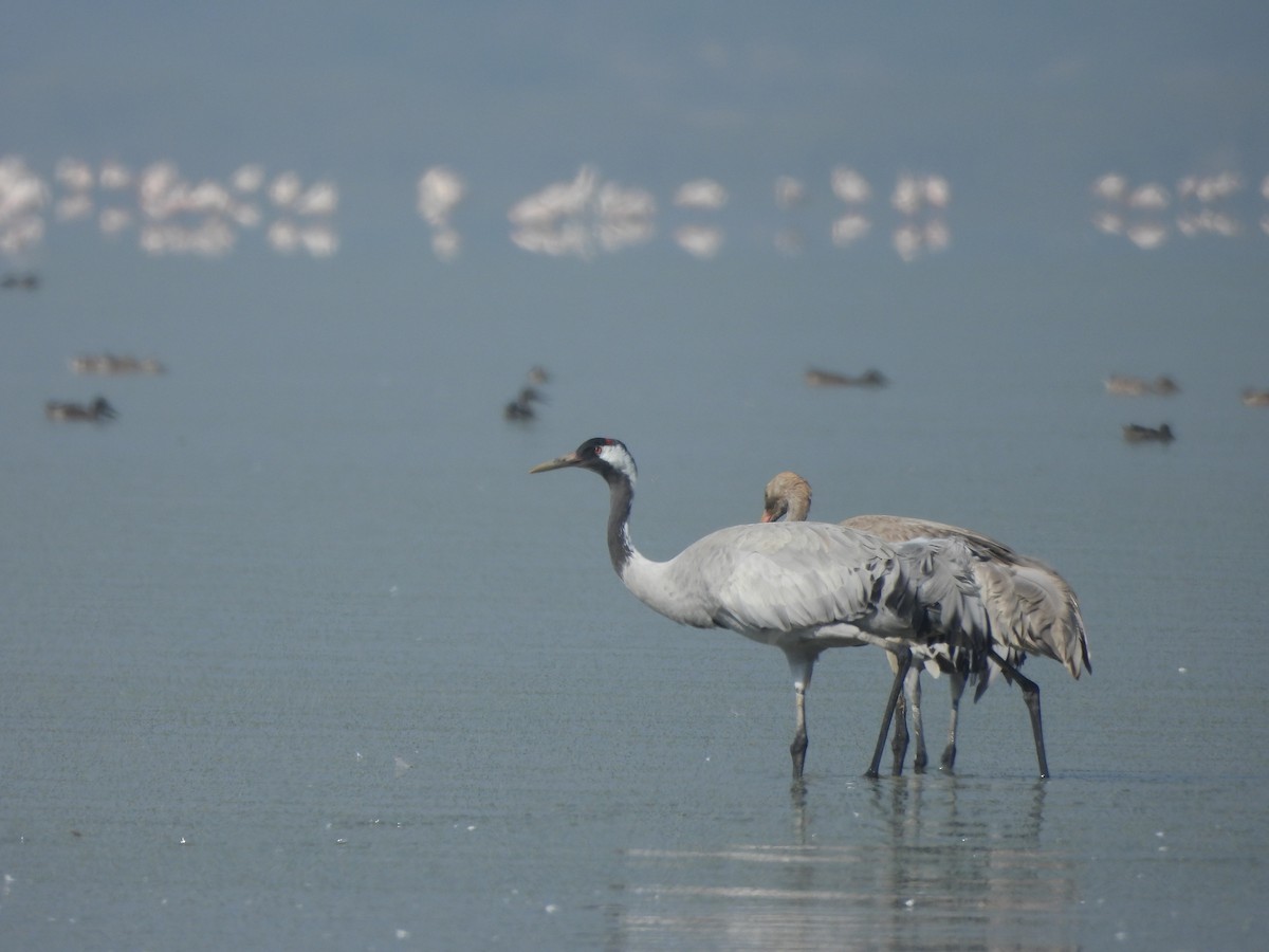 Common Crane - ML647116807