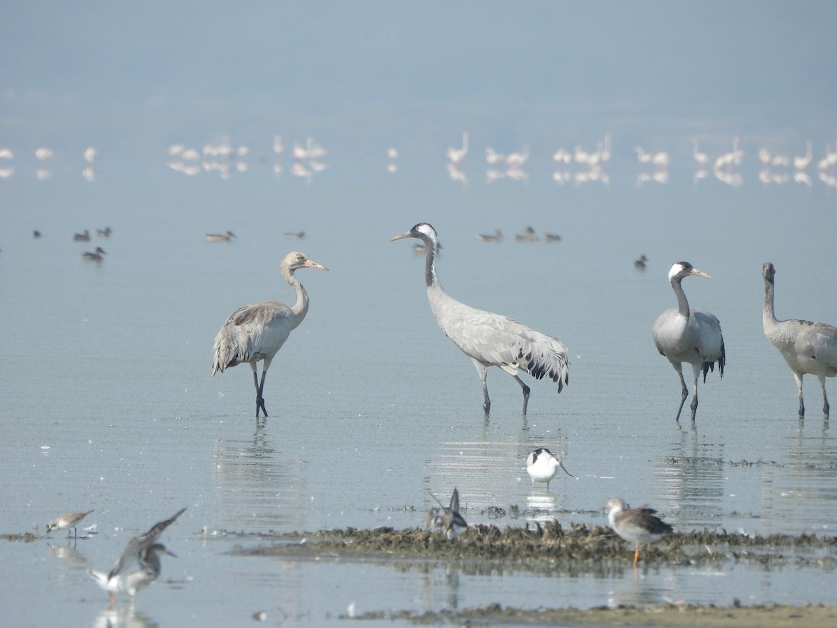 Common Crane - ML647116808