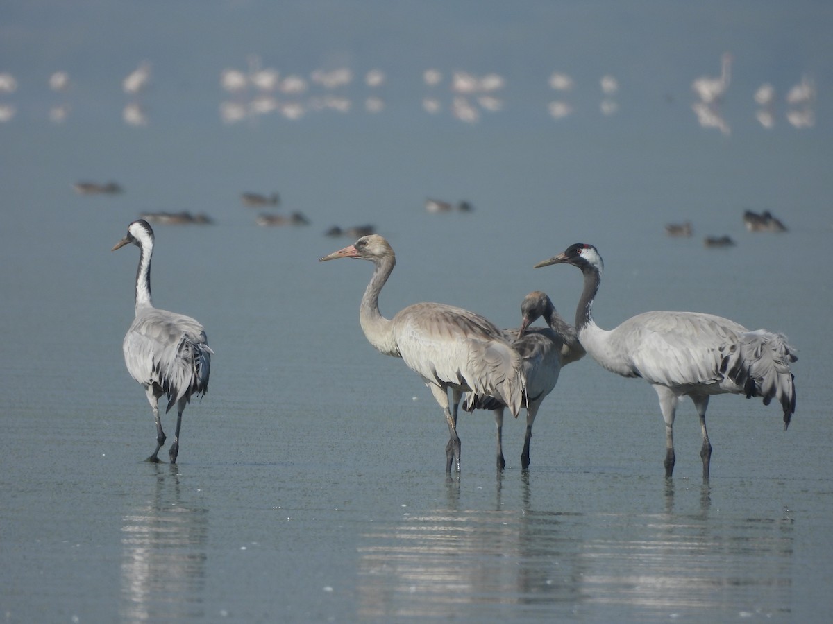 Common Crane - ML647116809