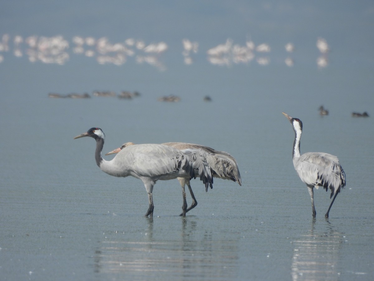 Common Crane - ML647116810