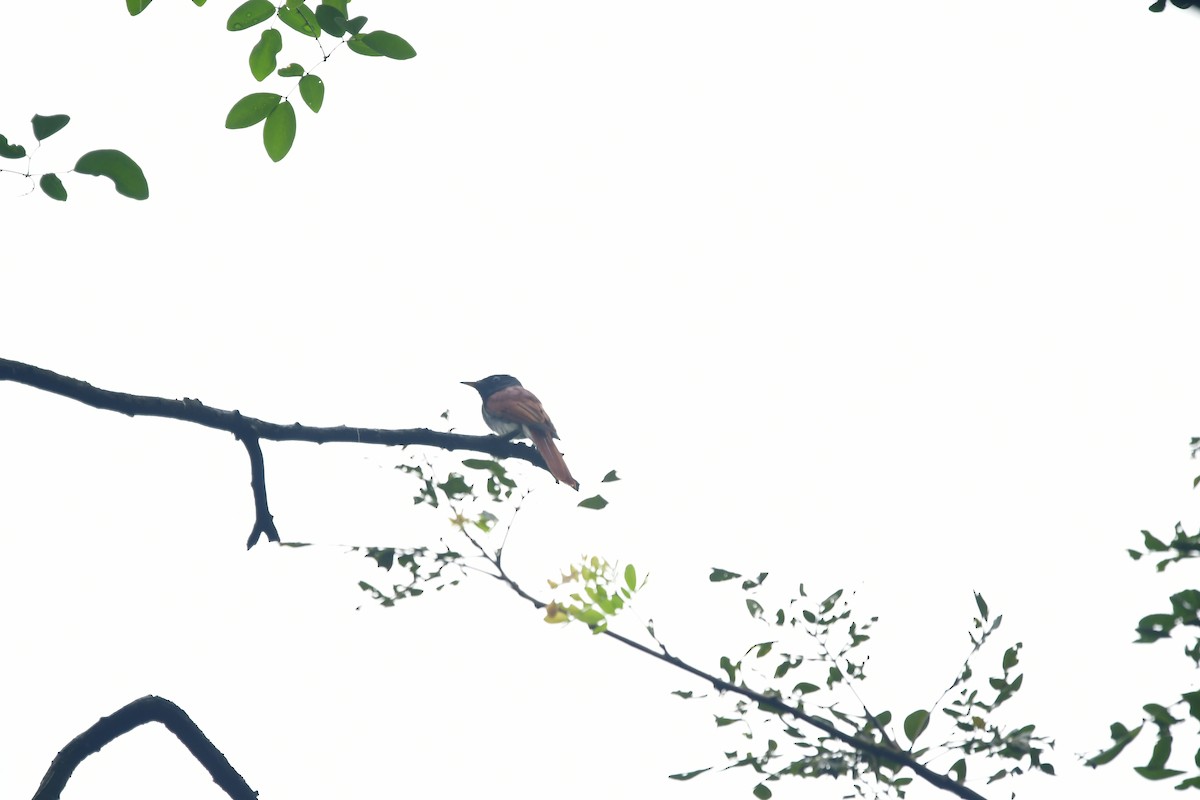 Amur Paradise-Flycatcher - ML647116814