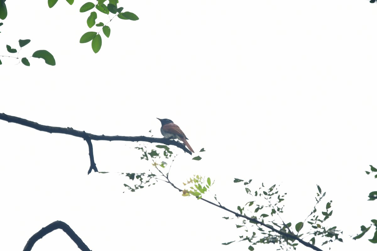 Amur Paradise-Flycatcher - ML647116815