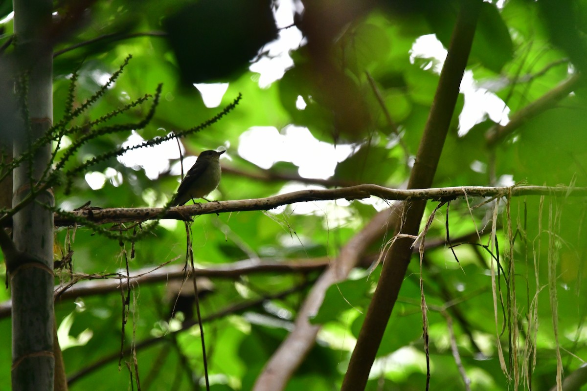 Yellow-rumped Flycatcher - ML647116817
