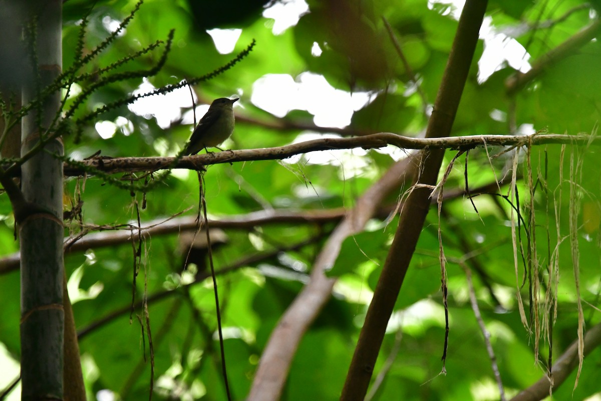 Yellow-rumped Flycatcher - ML647116818