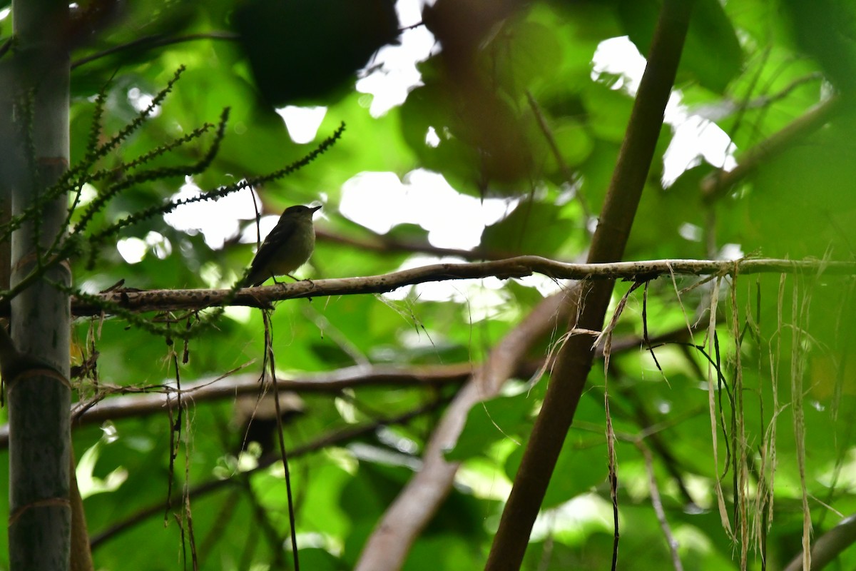 Yellow-rumped Flycatcher - ML647116819