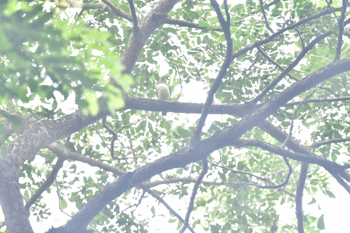 Yellow-rumped Flycatcher - ML647116820