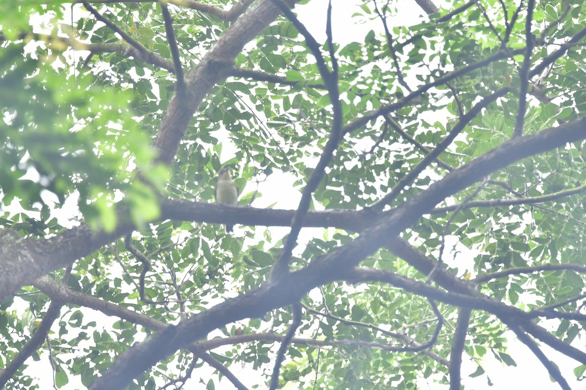 Yellow-rumped Flycatcher - ML647116821