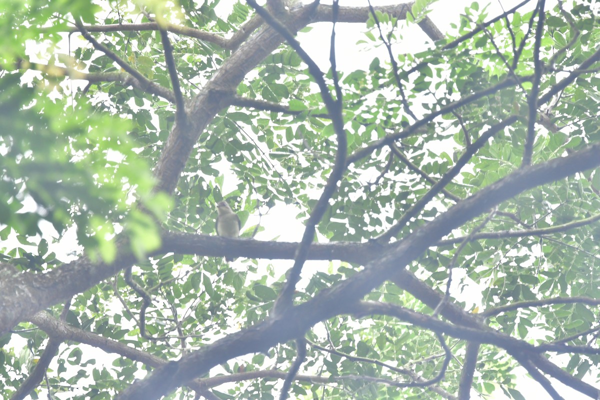 Yellow-rumped Flycatcher - ML647116822