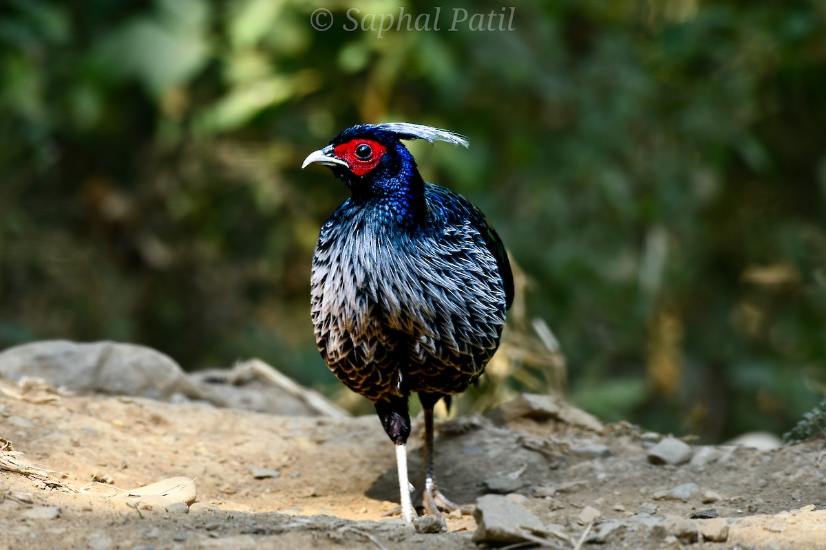 Kalij Pheasant - ML647116823