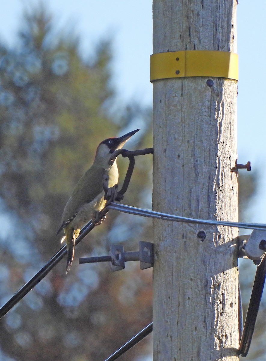 žluna zelená - ML647116824