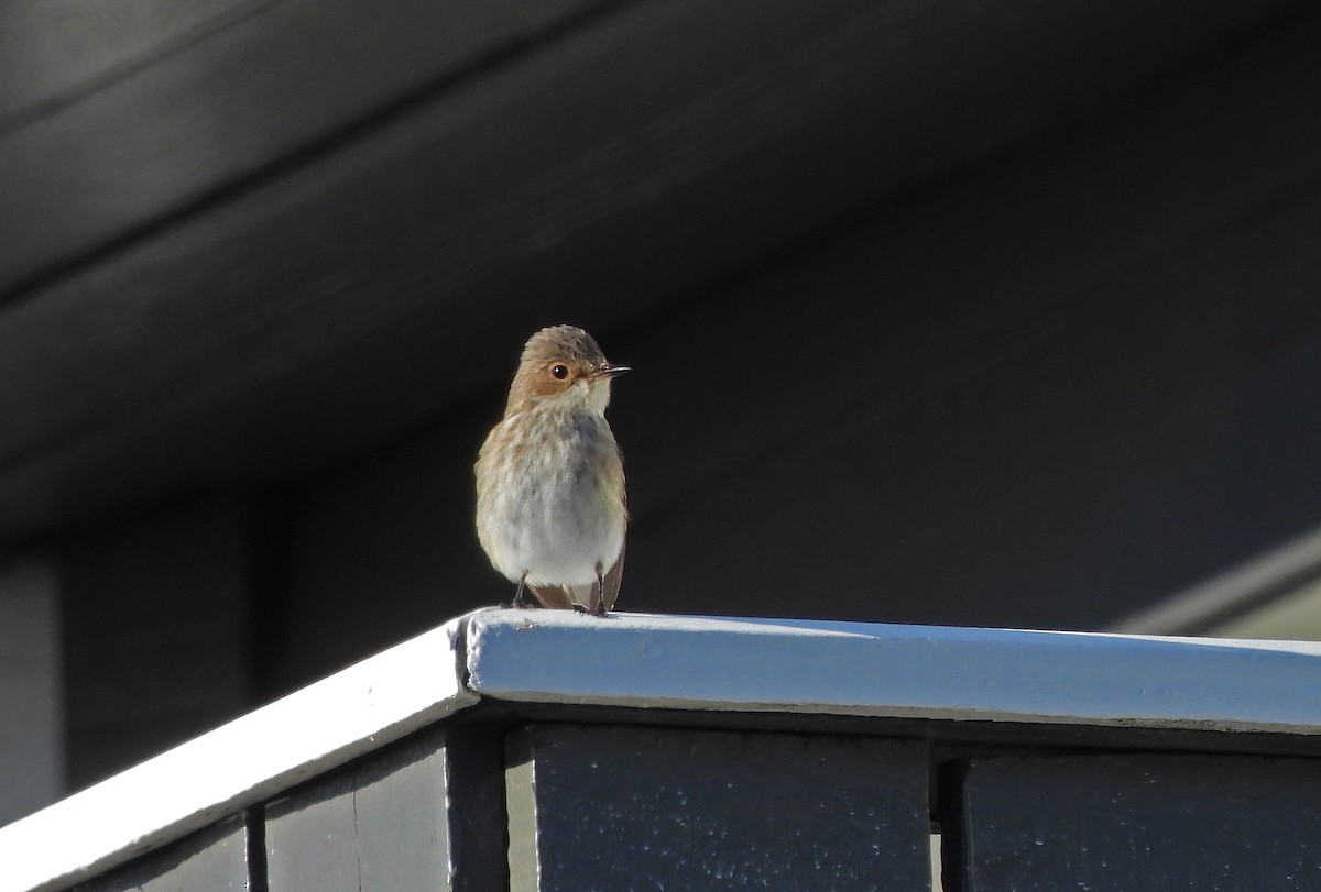 Spotted Flycatcher - ML647116829