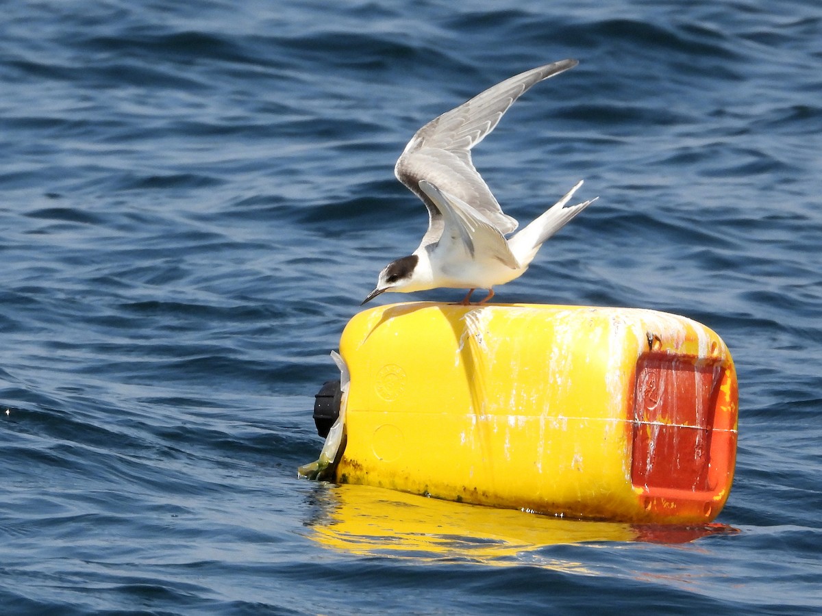 Common Tern - ML647116831