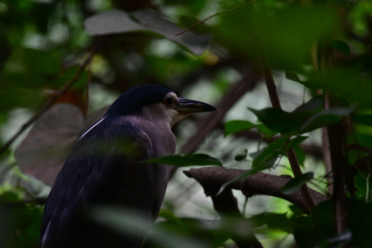 Black-crowned Night Heron - ML647116832