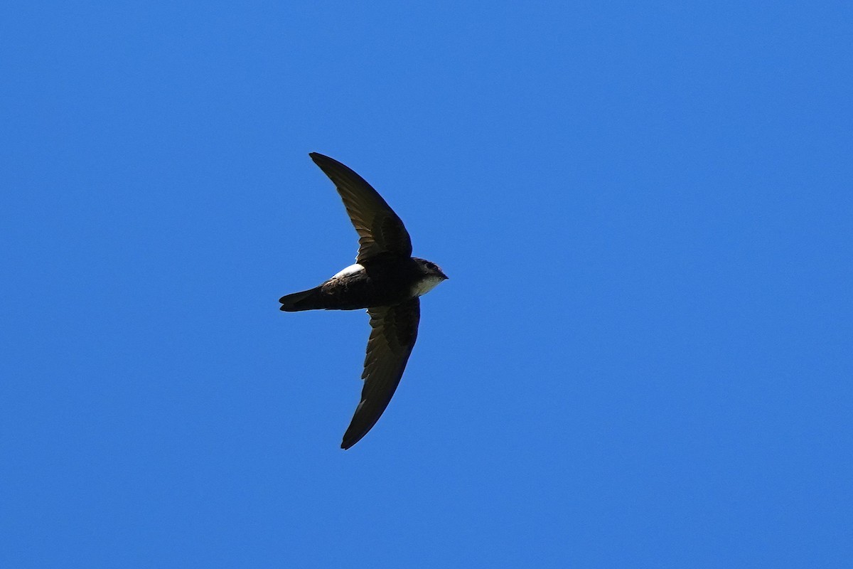 House Swift - ML647116834