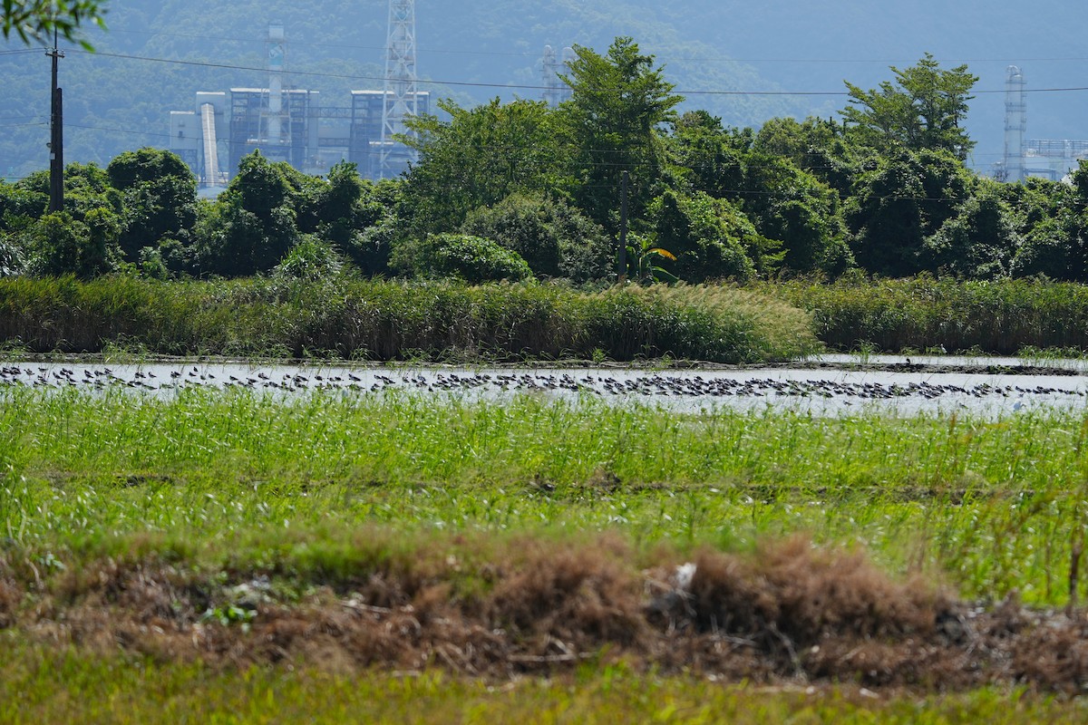 Black-winged Stilt - ML647116839