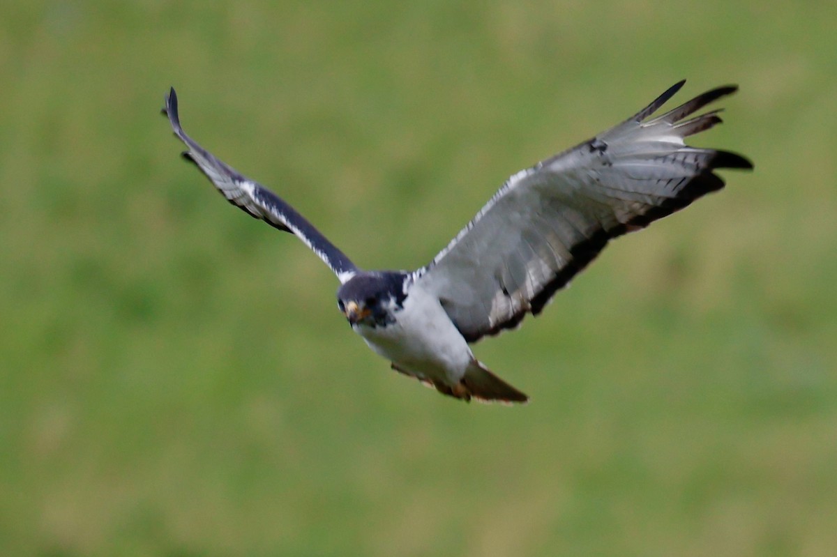 Augur Buzzard - ML647116840